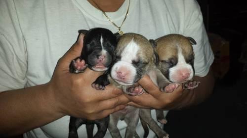 American Pitbull puppies for sale/ready 7/29/13