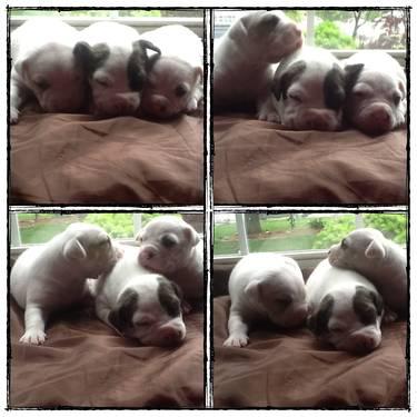 AMERICAN PITBULL TERRIER PUPS FOR SALE