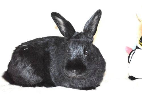 American - Ringo - Medium - Young - Male - Rabbit