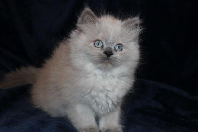 american short hair and siberian mix kittens---- for sale soon
