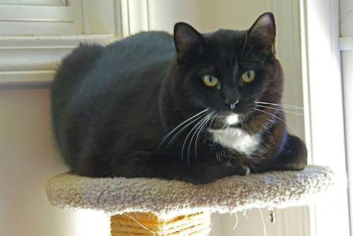 American Shorthair - Charlie - Large - Adult - Male - Cat