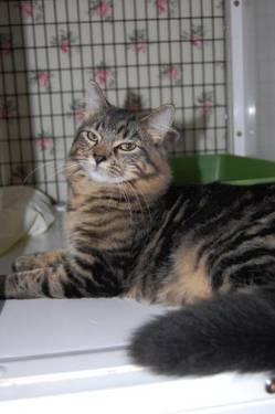 American Shorthair - Gawaine - Large - Young - Male - Cat