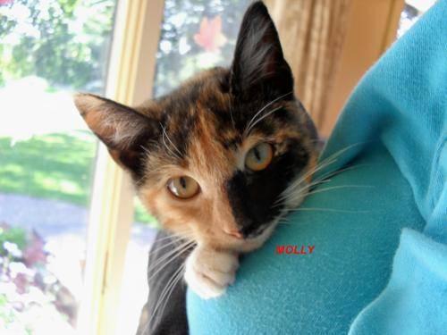 American Shorthair - Heidi - Medium - Young - Female - Cat