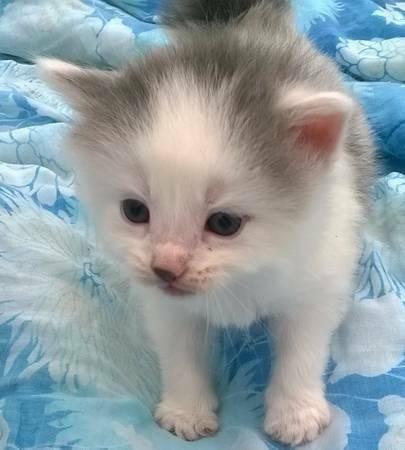 American Shorthair - Kittens - Small - Baby - Female - Cat