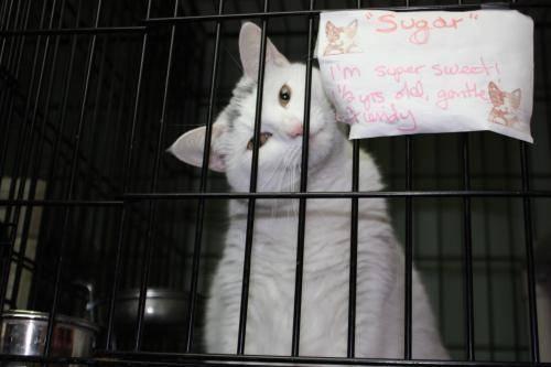 American Shorthair - Sugar - Large - Adult - Female - Cat