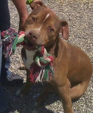 American Staffordshire Terrier - Bengal - Large - Adult - Male