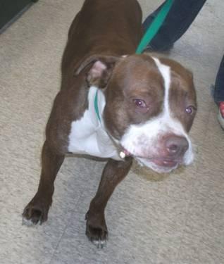 American Staffordshire Terrier - Bryan - Medium - Young - Male