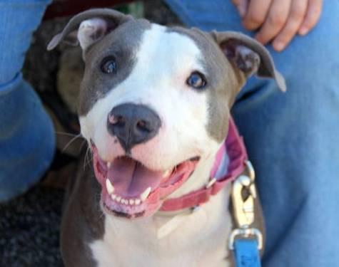 American Staffordshire Terrier - Callie - Medium - Young