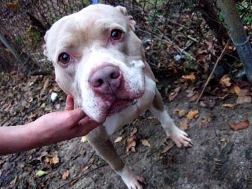American Staffordshire Terrier - Daddy - Large - Adult - Male