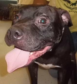 American Staffordshire Terrier - Daddy - Large - Adult - Male