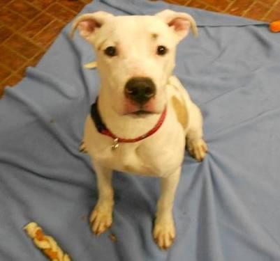 American Staffordshire Terrier - Dillon - Large - Young - Male