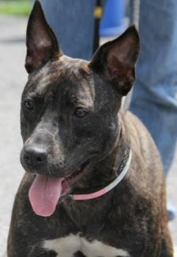 American Staffordshire Terrier - Happy - Medium - Young - Female