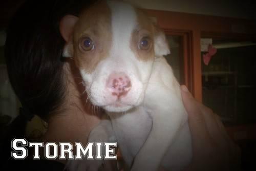 American Staffordshire Terrier - Hope - Large - Baby - Female