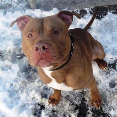 American Staffordshire Terrier - Joel - Large - Young - Male
