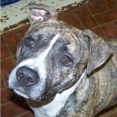 American Staffordshire Terrier - Keesha - Large - Young - Female