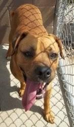 American Staffordshire Terrier - Major - Large - Adult - Male