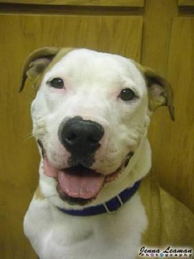 American Staffordshire Terrier - Mugsley - Large - Adult - Male