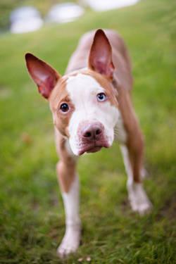American Staffordshire Terrier - Nico - Medium - Young - Male