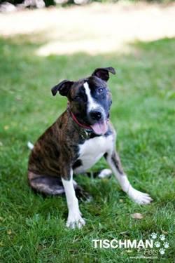 American Staffordshire Terrier - Rosie-deaf - Medium - Young