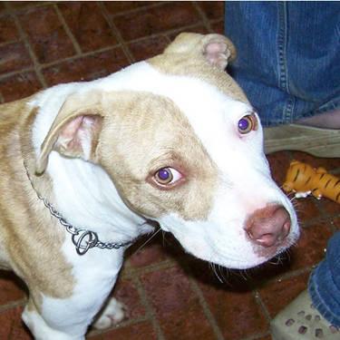 American Staffordshire Terrier - Scramble - Large - Young - Male