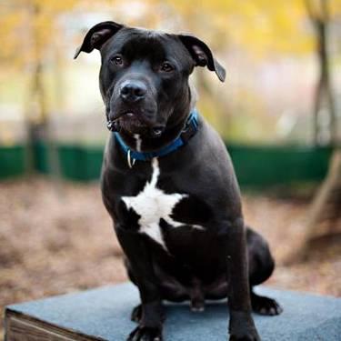 American Staffordshire Terrier - Shiloh - Medium - Young - Male