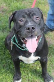 American Staffordshire Terrier - Tyson - Large - Adult - Male