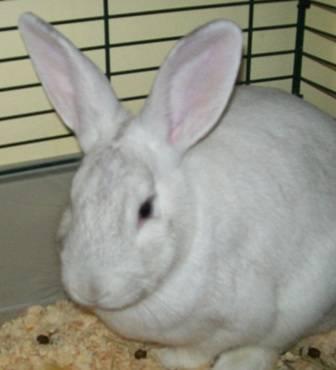 American - Thumper (courtesy Posting) - Small - Young - Male