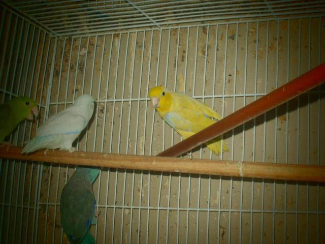 American White Parrotlet