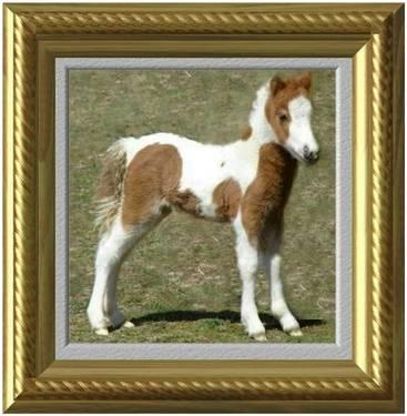 AMHA/AMHR Miniature Horse - Mini Horse (Foster or Purchase)