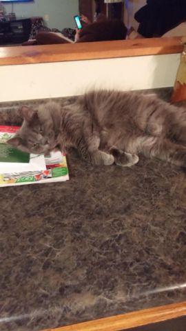 an amazing male persian in need of new home