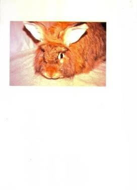 Angora Rabbit - Barnaby - Extra Large - Adult - Male - Rabbit