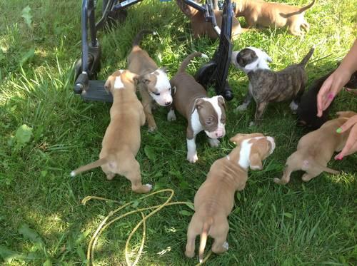APBT aka pitbull/American Bulldog puppies only 2 left DON'T MISS OUT!