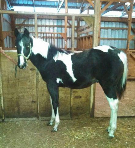 APHA black tobiano yearling