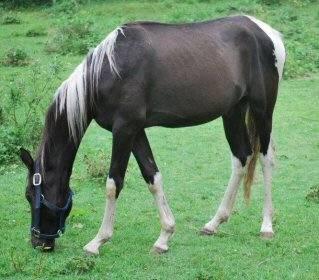 Appaloosa - Beauty - Small - Young - Female - Horse