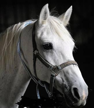 Arabian Mare - 15-18 Years....Requires Horse home//Experience A Must!