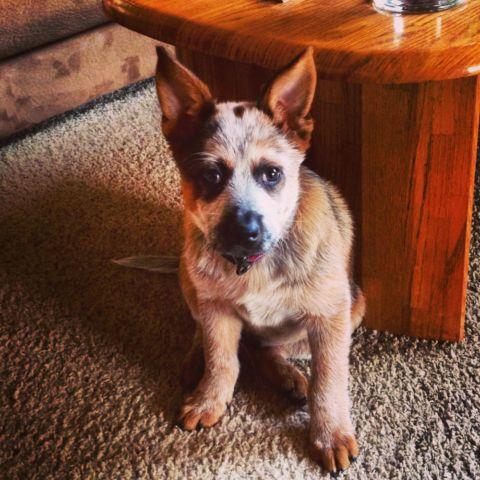 Australian Cattle Dog-Red- Puppy 4 months- For sale