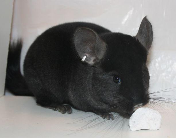 Available Chinchillas