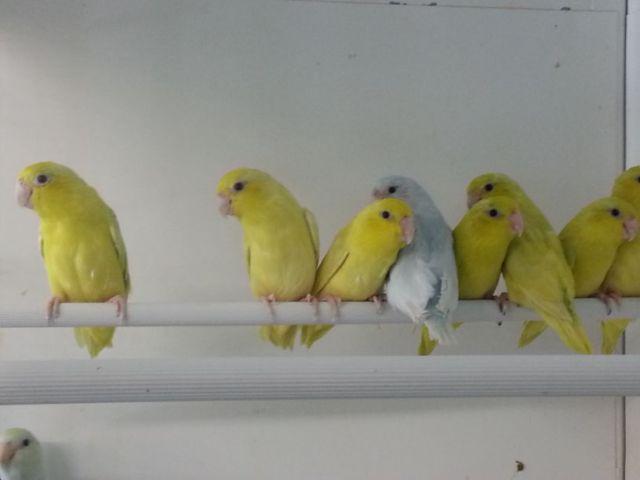 AWESOME PARROTLET'S FOR SALE!!!!!!!