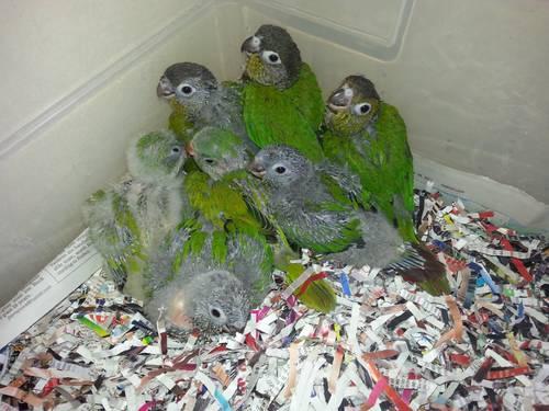 Babies parrots & breeding pairs