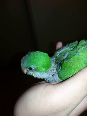 babies quaker parrots