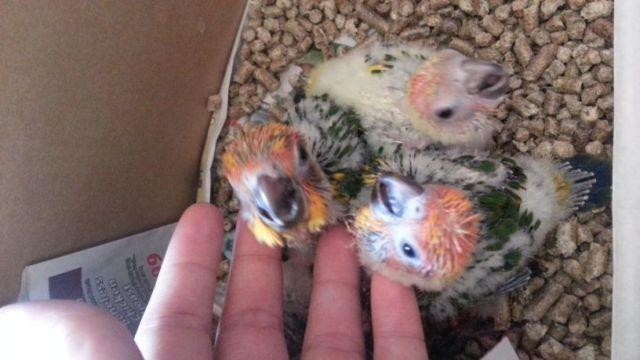 ?babies sun conure parrots?
