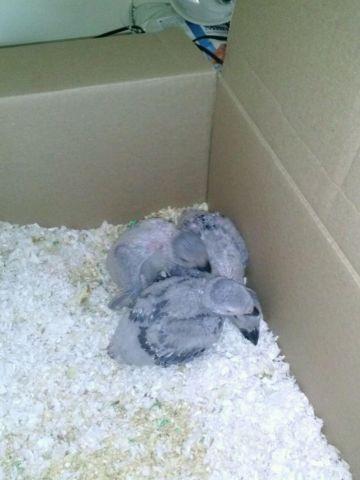 Baby African Grey Parrots For Sale