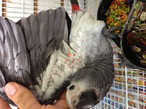 Baby African grey timneh red factor