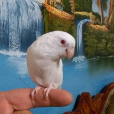 BABY ALBINO PARROTLET FOR SALE - CAME FROM A CREAMINO!!!