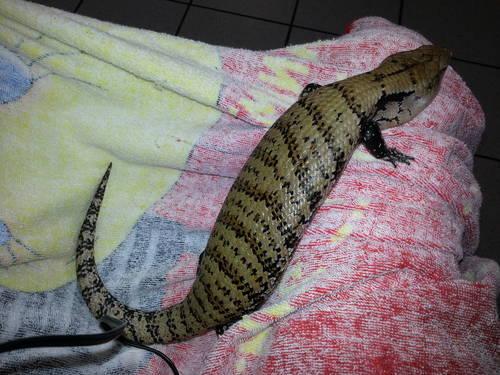baby black and gold tegu for sale or trade