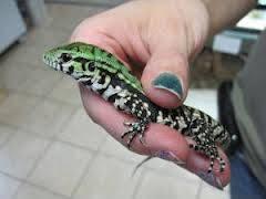 baby black and white argentine tegus