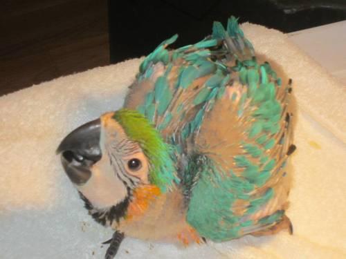 Baby Blue and Gold Macaw