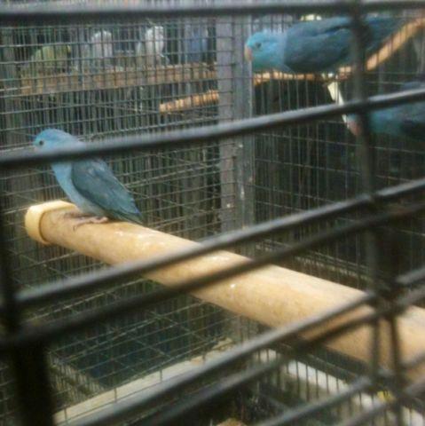 Baby Blue Parrotlets (ALL SOLD)