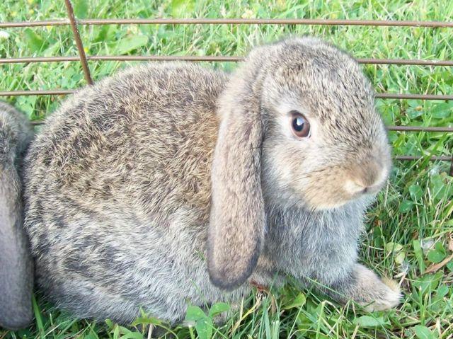 Baby bunny mini Holland Lop rabbit for sale