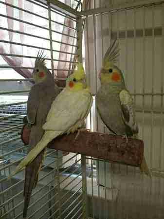 Baby cockatiels for adoption